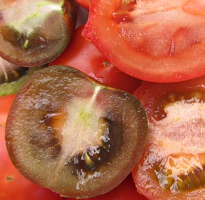receta-gratis-montadito-tomate-albahaca